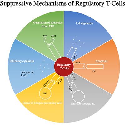 Utilization of Treg Cells in Solid Organ Transplantation